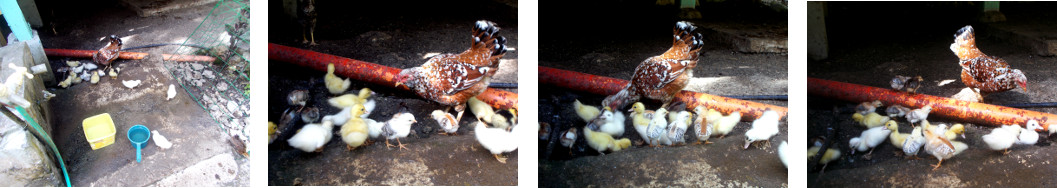 Images of ducklings and chicks together in tropical
        backyard