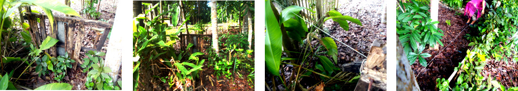 Images of protective fence to stop
        people walking through hedge in tropical backyard