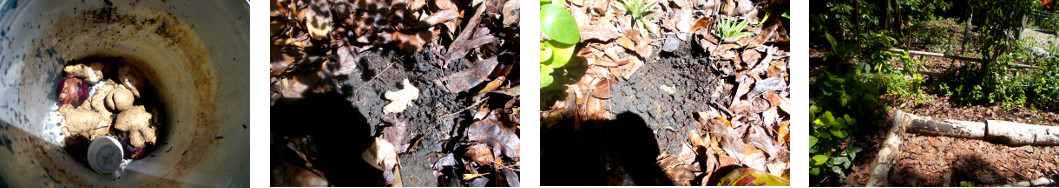 Images of ginger roots planted in
        tropical backyard