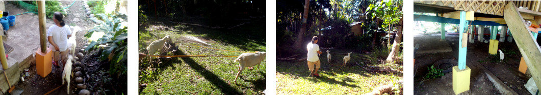 Imagws of tropical backyard goats being taken away to be
        sold