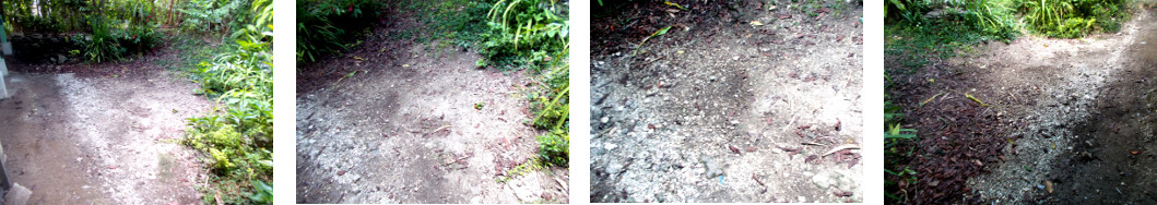 Images of grass in tropical backyard
        eroded by ducks and chickens