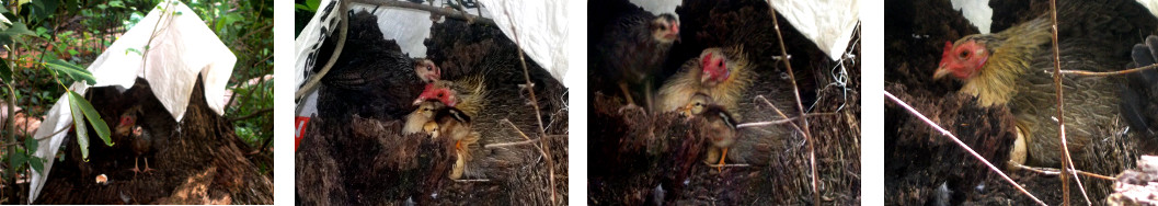 Imagws of hen on nest in tropical backyard