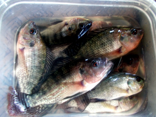 Images of Tilapia from tropical
        backyard pond