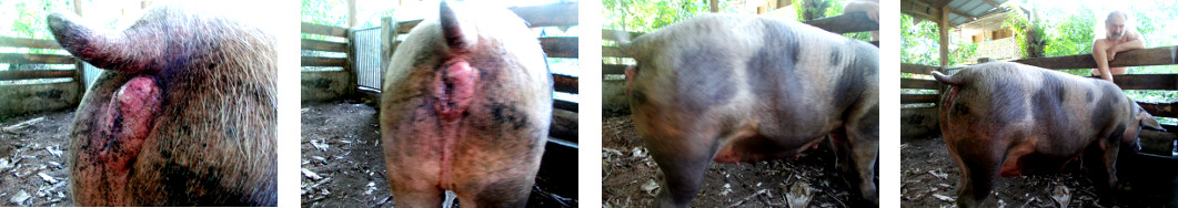 Images of pregnant tropical backyard
        sow with vaginal infection