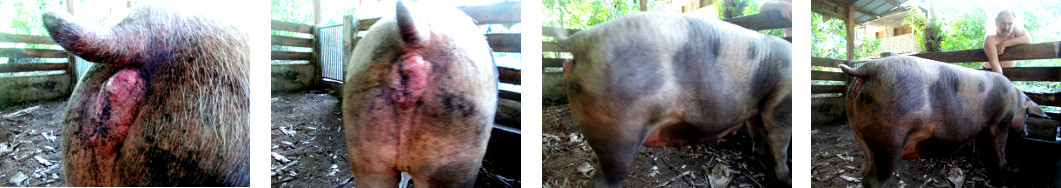 Images of pregnant tropical
                  backyard sow with vaginal infection