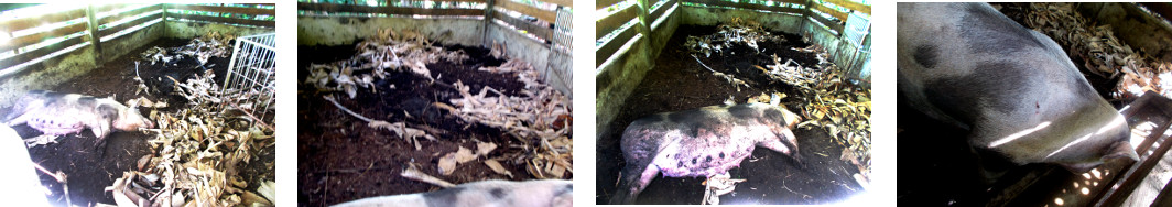 Images of heavily pregnant tropical
        backyard sow