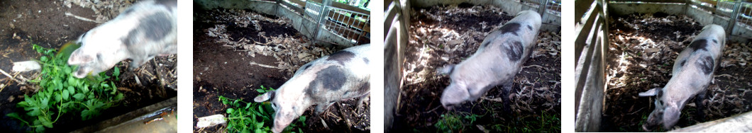 Images of heavily pregnant tropical
        backyard sow