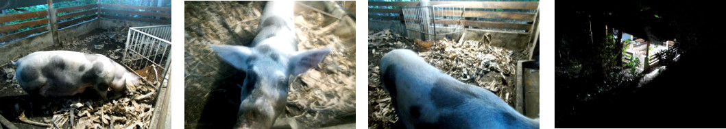 Images of pregnant tropical backyard sow in pen