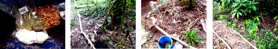 Images of supermarket bought peanuts,
        mung beans and sesame seeds planted in troipical backyard