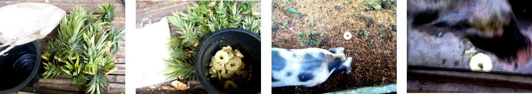 Images of pinapple from market being
        prepared for planting and refuse fed to tropical backyard pigs