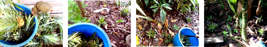 Images of pineapple tops planted in
        tropical backyard