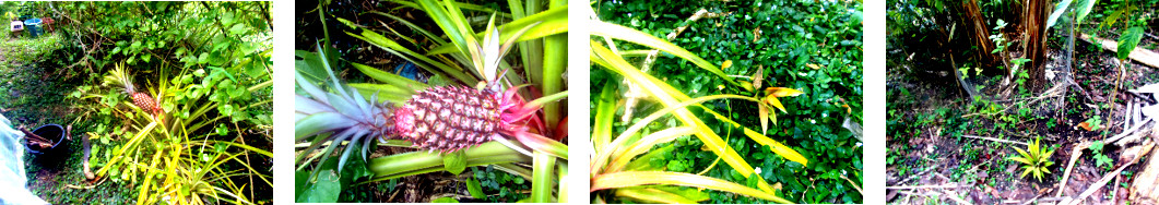 Imagws of tropial backyard pineapple
        harvested and top and slip replanted