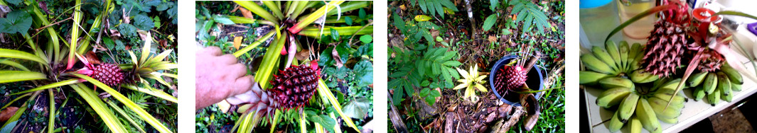 Images of tropical backyard pineapple picked and the top
        replanted