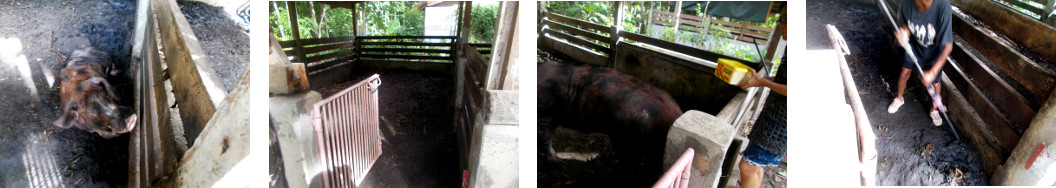 Images of tropical backyard boar moved
        to new pen while old one is being cleaned
