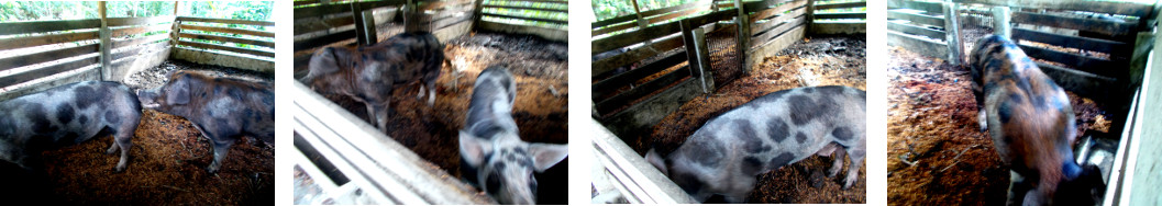 Images of tropical backyard sow and boar
