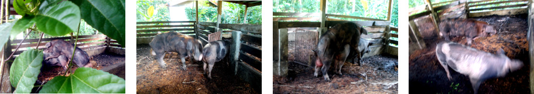 Images of tropical backyard boar and sow mating