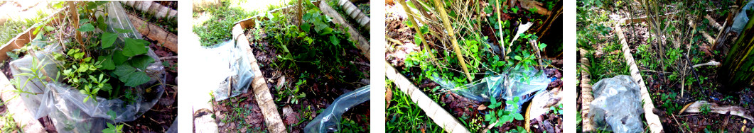 Images of useless protective plastic
        removed from tropical backyard garden