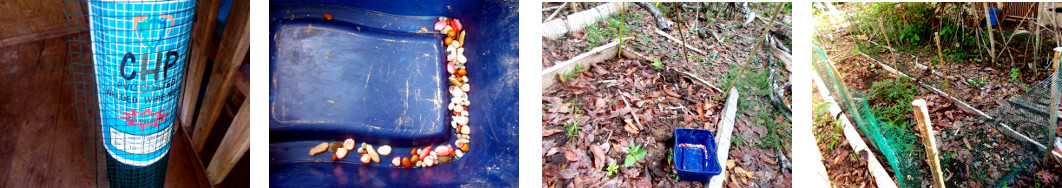 Images of various large seeds planted
        in area of tropical backyard protected by a wire fence