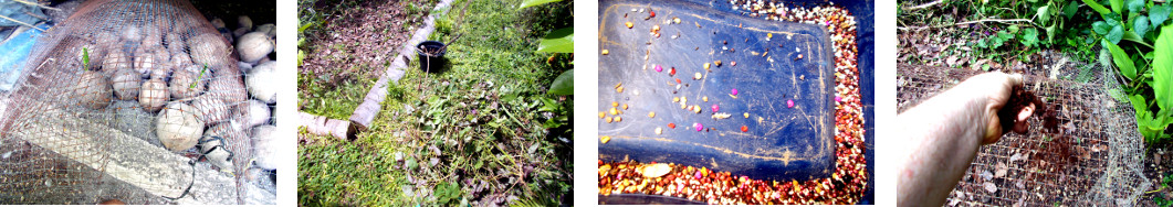 Images of Various seeds broadcast in
        protected area in tropical backyard