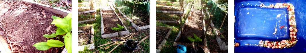 Images of tropical backyard garden
        patch being prepared for sowing