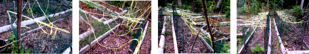 Images of coloured raffia string added
        to fenced area to scare chickens from crops in tropical
        backyard