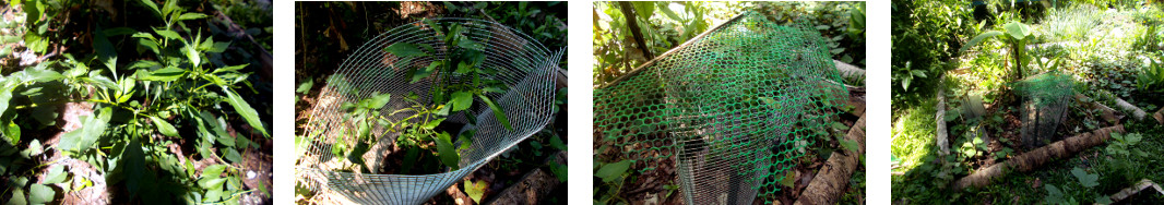 Images of cage around tropical
        backyard hot pepper plant to protect it from chickens
