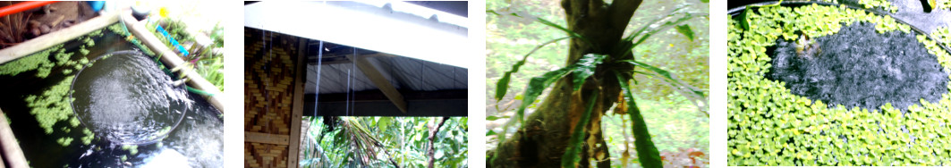 Images of afternoon rain in tropical backyard