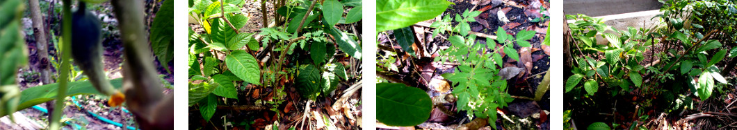 Images of Cucumber and Tomato plants
        in tropical backyard