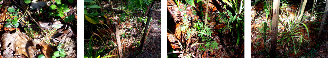 Images of seedlings ina protected area
        in tropical backyard