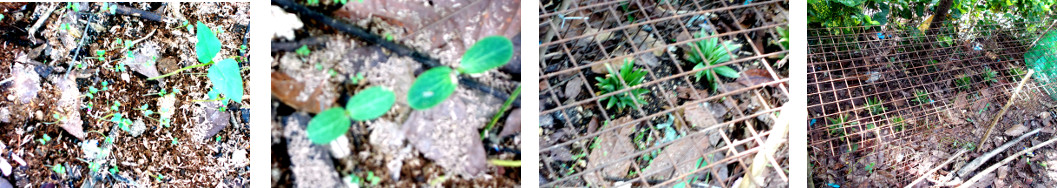 Imagws of seedlings growing in a protective cage in
        tropical backyard