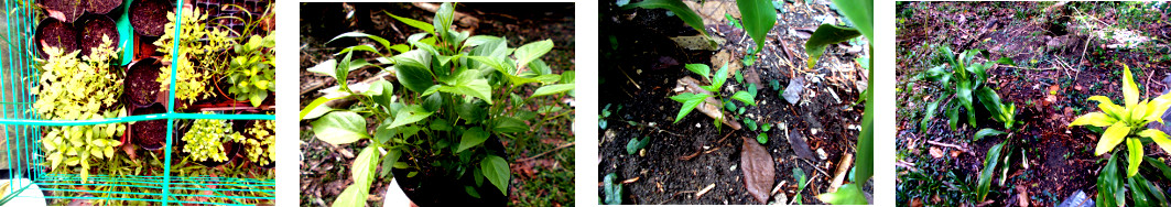 Images of transplanted Indian Dried
        Pepper seedlings in tropical backyard