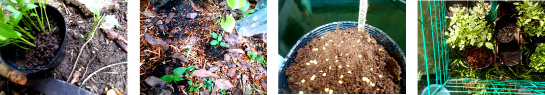 Images of dried Indian Pepper seedlings transplanted and
        re-sown in tropical backyard