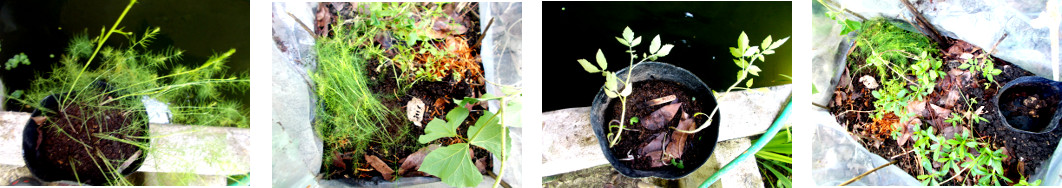 Images of asparagus and tomato plants
        transplanted in tropical backyard