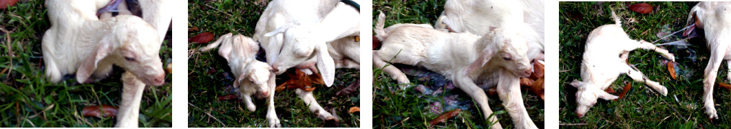 Images of newly born tropical backyard
        goat