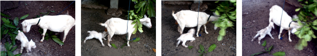 Imagws of two hour old baby tropical
        backyard goat