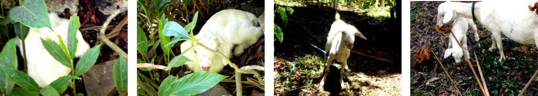 Images of mother and baby goat in
        tropical backyard