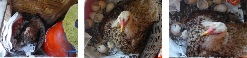 Images of young chicks hatched on balcony of tropical
        house