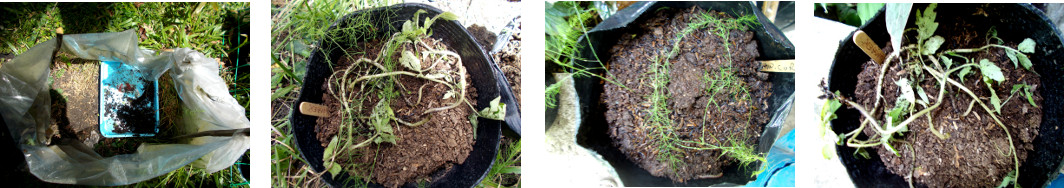 Images of replanted seedlings pulled out by nesting
        chicken