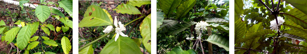 Images of Coffee trees flowering in
        tropical backyard