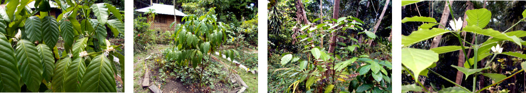 Imags of coffee bushes in tropical
        backyard