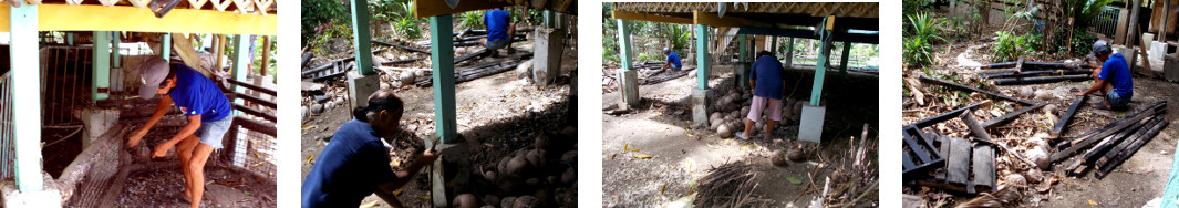 Images of temporary pig pen under troipical house being
        demolished