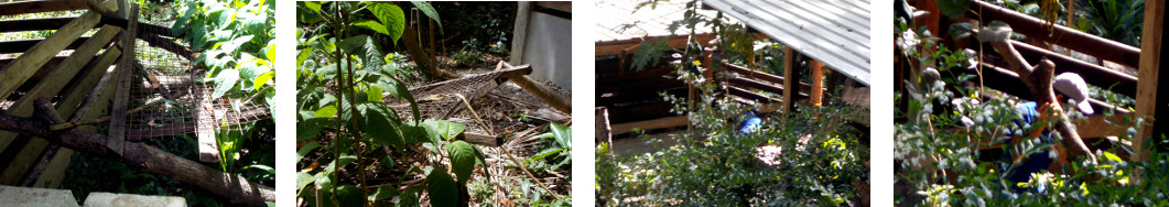 Images of fallen climbing frame for
        plants being demolished in tropical backyard