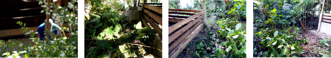 Images of deoilishing fallen plant climbing frame in
        tropical garden