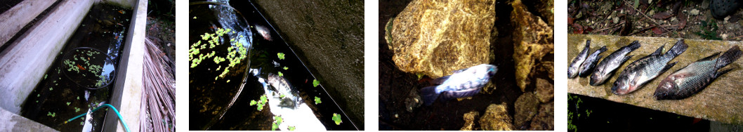 Images of dead fish in tropical
        backyard pond after topping up with tap water