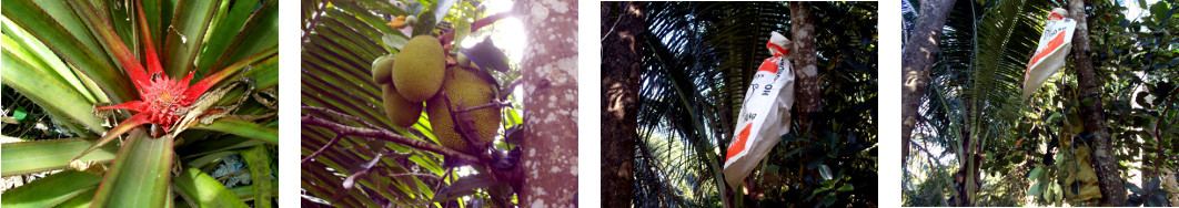 Images of pineapple and jackfruit
        growing in tropical backyard