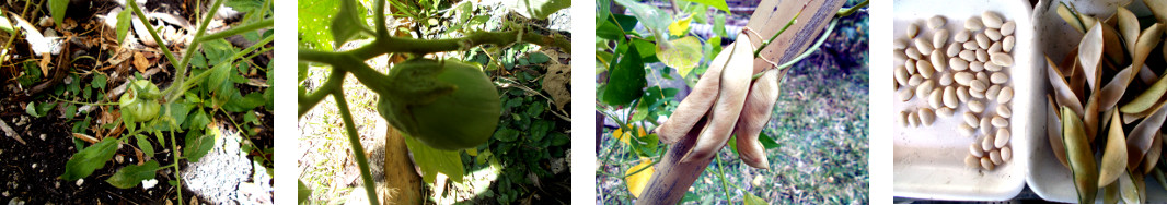 Images of tomato, eggplant and beans
        growing in tropical backyard