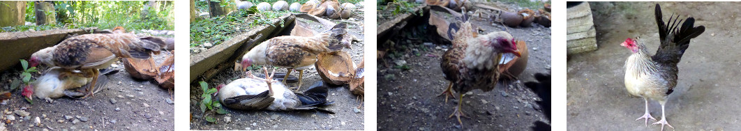 Images of hen fight in tropical backyard