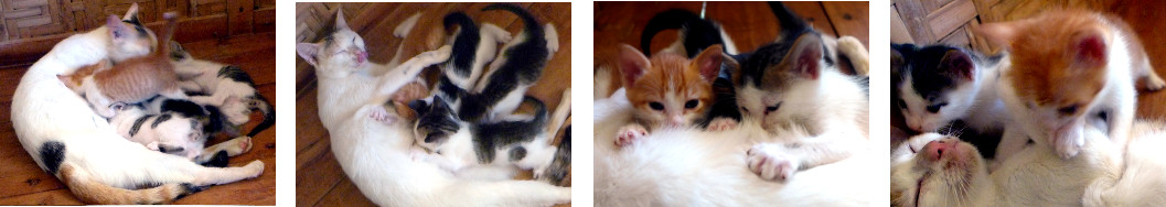 Images of cat nursing kittens