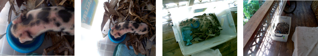 Images of rescued tropical backyard
        piglet drinking in a box on the balcony