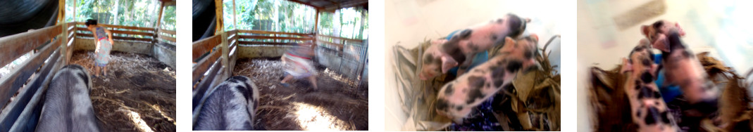 Imagews of weak tropical backyard piglet removed from
        its mother's pen